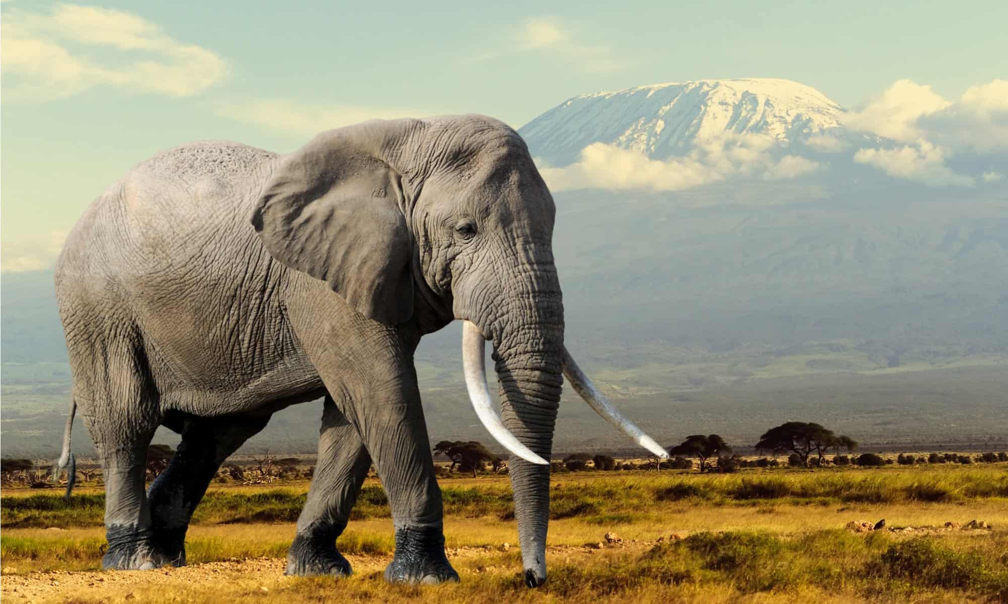 The scoop on elephant poop: Big facts about even bigger droppings