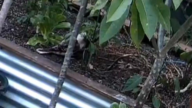 Gardener captures video of creature’s unexpected behavior in backyard: ‘Since when?’