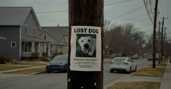 Creatives react: Ring’s ad is as lost as the dogs it’s trying to save